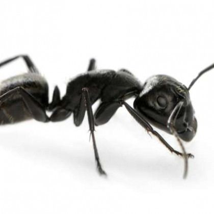 Black ant on a white background, viewed from the side.