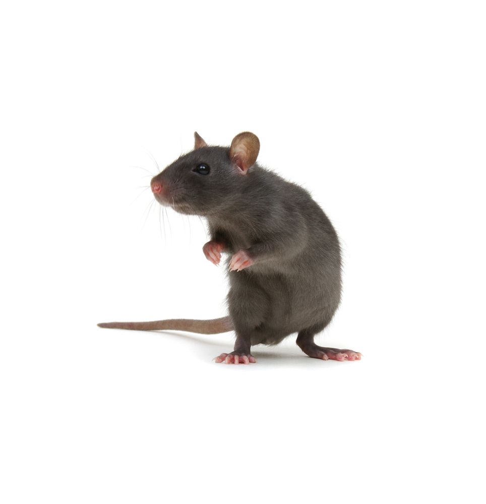 Gray rat standing on hind legs, looking left with pink paws.