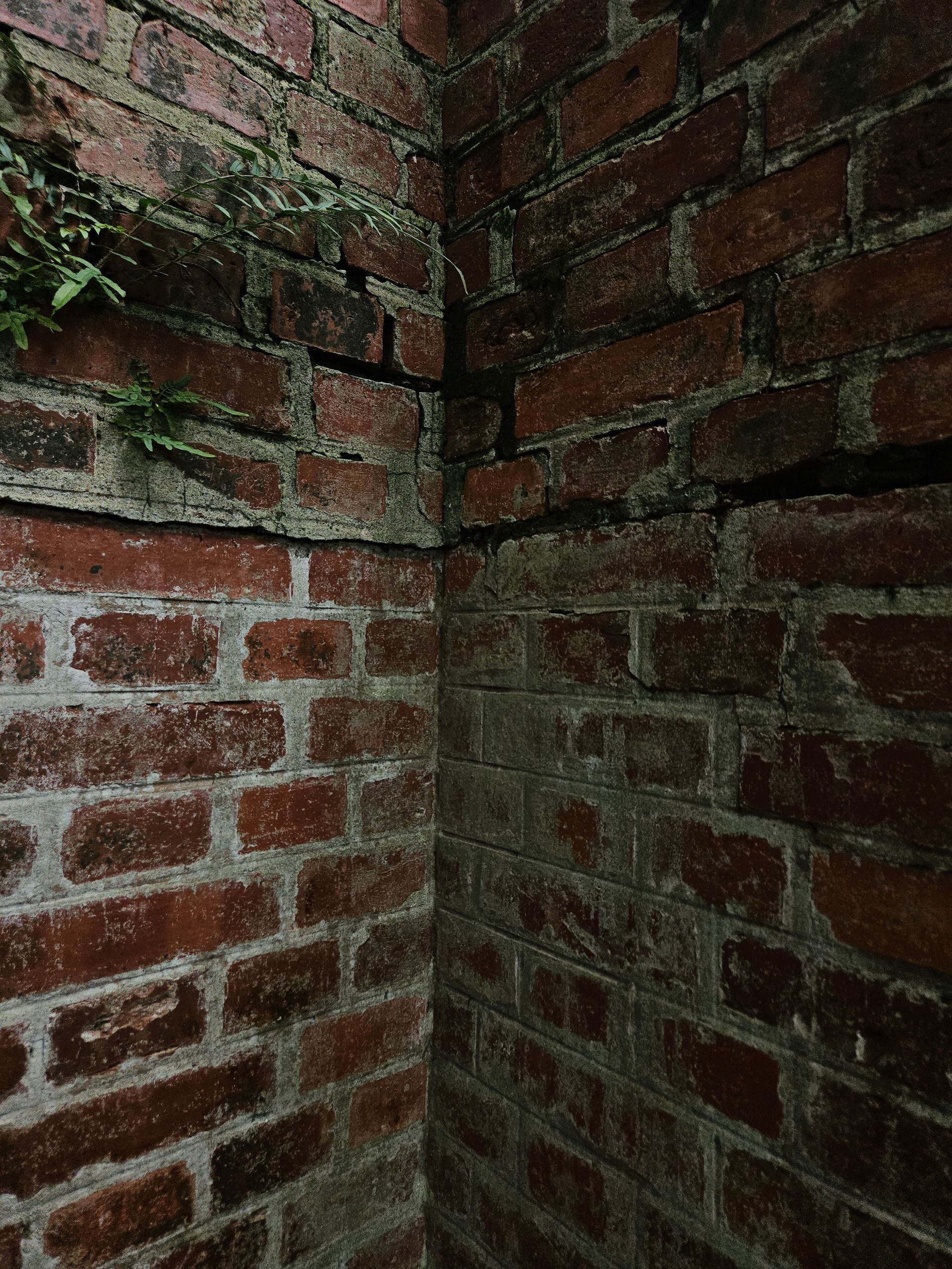 Close-up of a weathered brick corner wall with dark green moss and damp stains