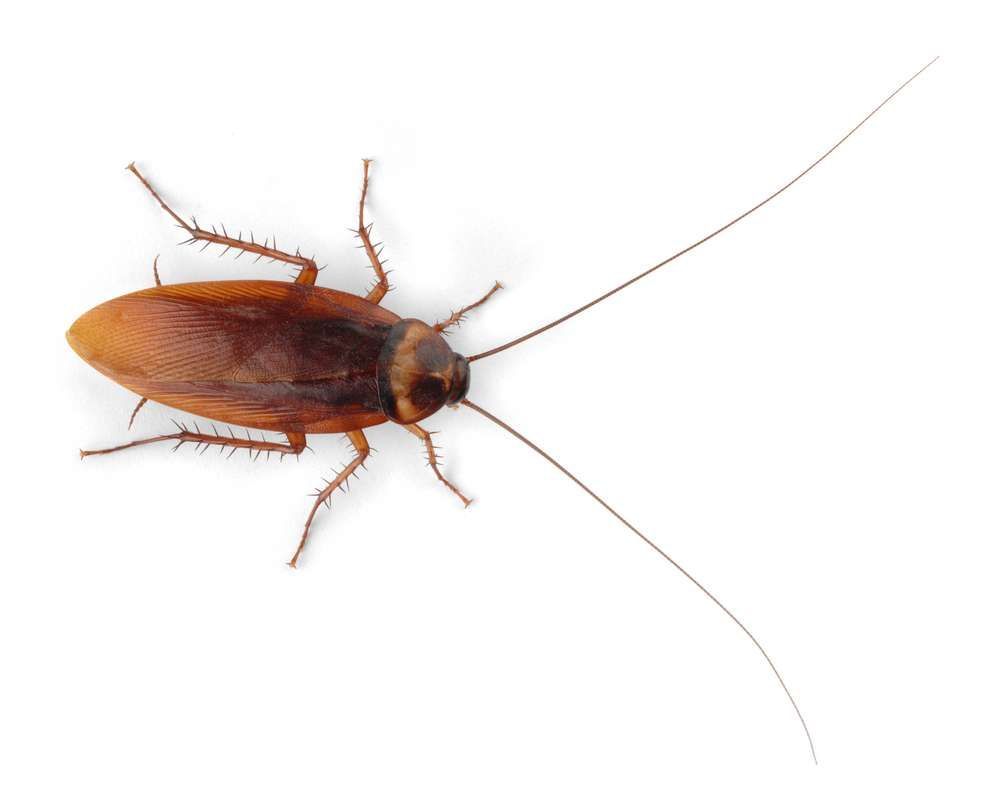 Brown cockroach with long antennae on a white background.