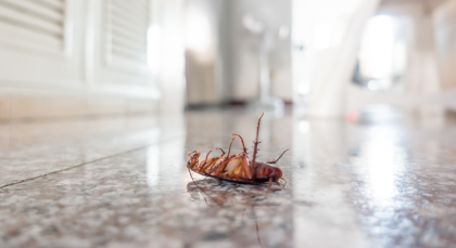 Dead cockroach on a shiny, marbled floor indoors.