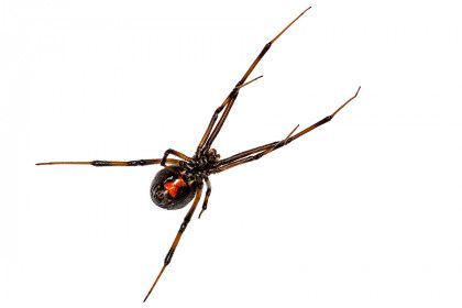 Black widow spider with black body and red hourglass marking, legs extended against white background.