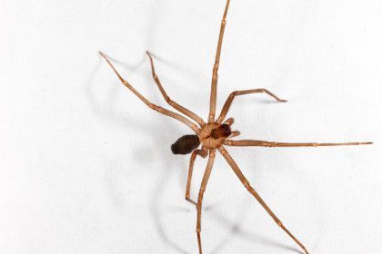 Brown recluse spider on a white surface, legs outstretched.