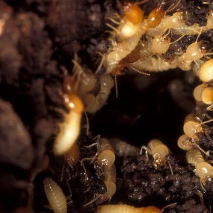 Termites clustered in a dark burrow, showing their pale bodies and heads.