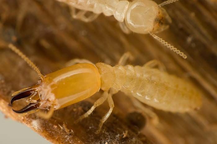 Termite soldier with large mandibles and another termite in wood.