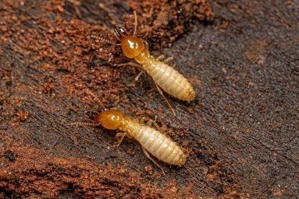 Two termites with pale bodies and brown heads on a dark, textured surface.