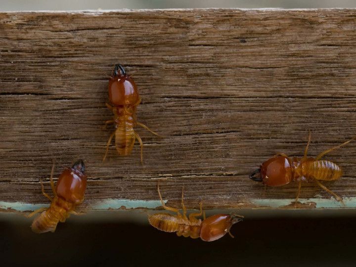 Termites on a wooden surface; reddish-brown bodies, some with dark heads, crawling.