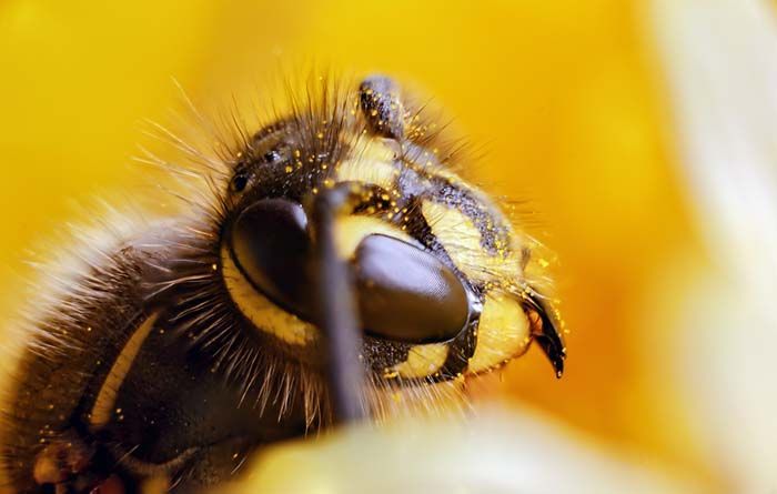 Close-up of a bee's face with large eyes, yellow and black markings, covered in pollen.