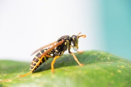 Wasp with black and yellow stripes, on a green leaf, with a light blue background.