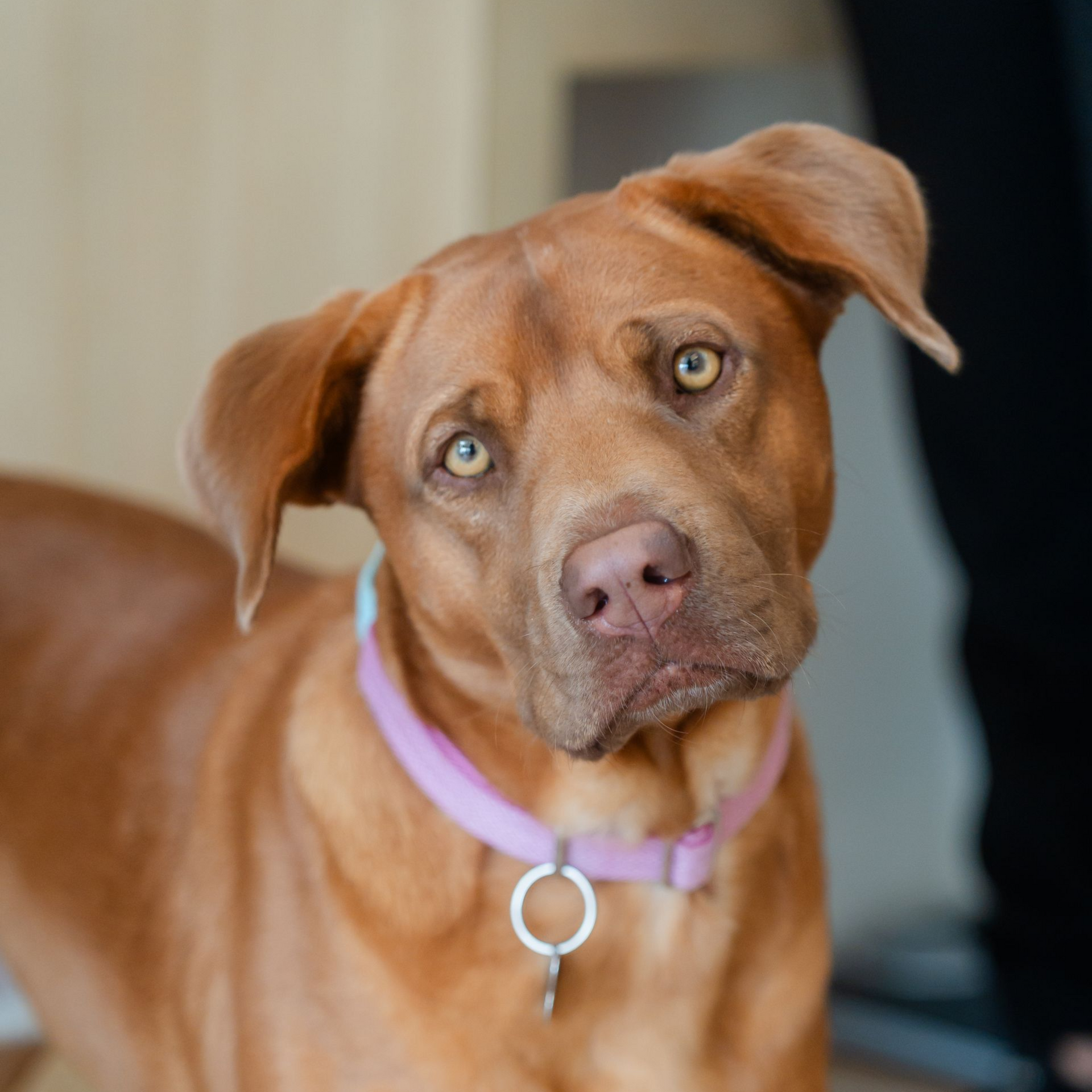 Brown dog with a purple collar tilting its head indoors