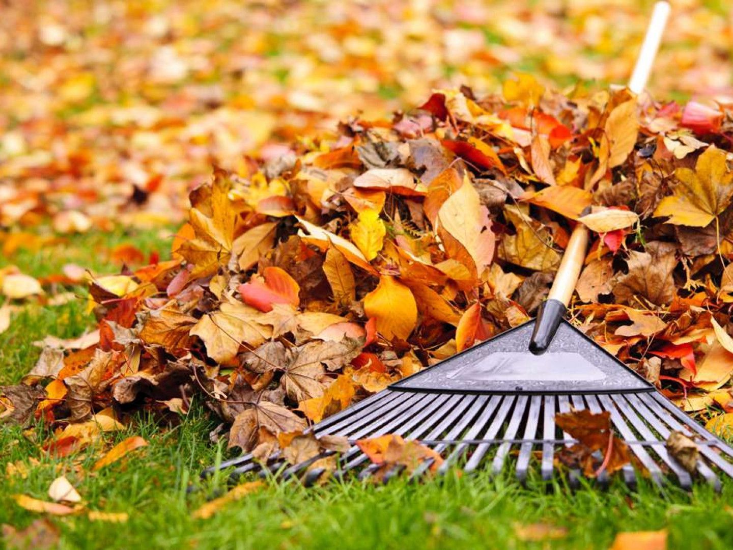 Rake beside a pile of fallen autumn leaves on grass