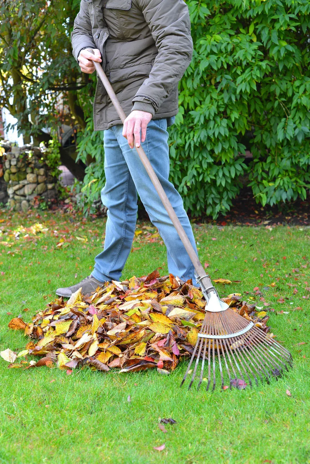 Person raking a pile of autumn leaves on a grassy lawn