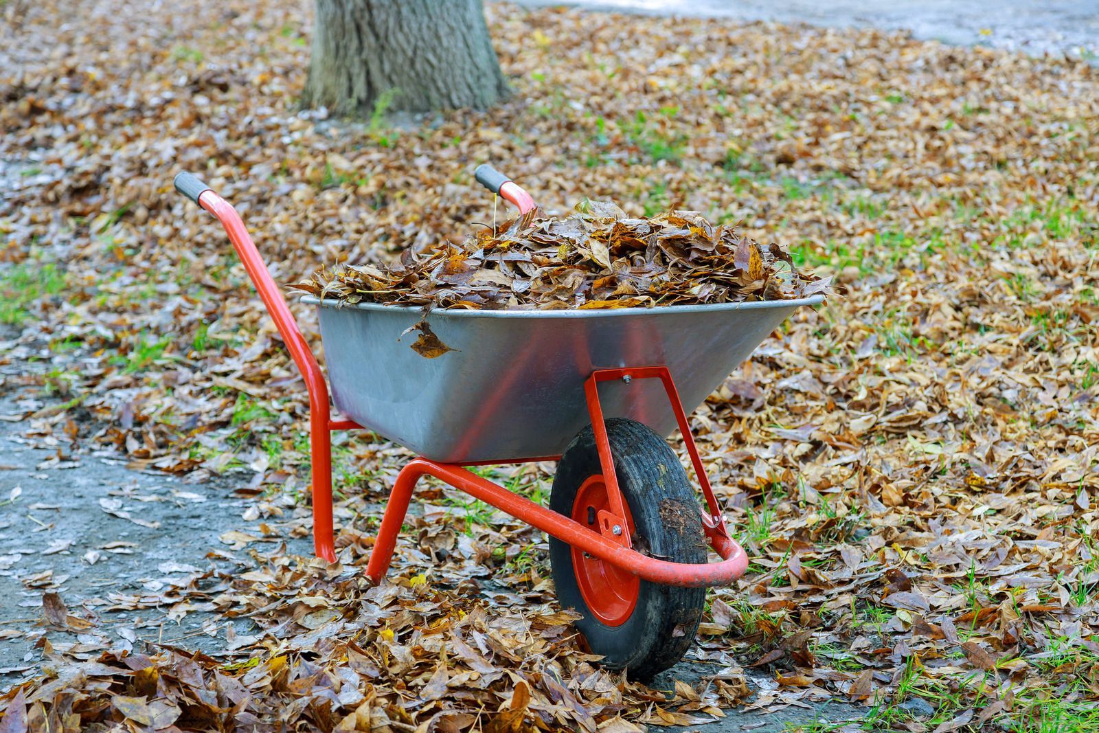 Red wheelbarrow filled with leaves in an autumn yard near a tree