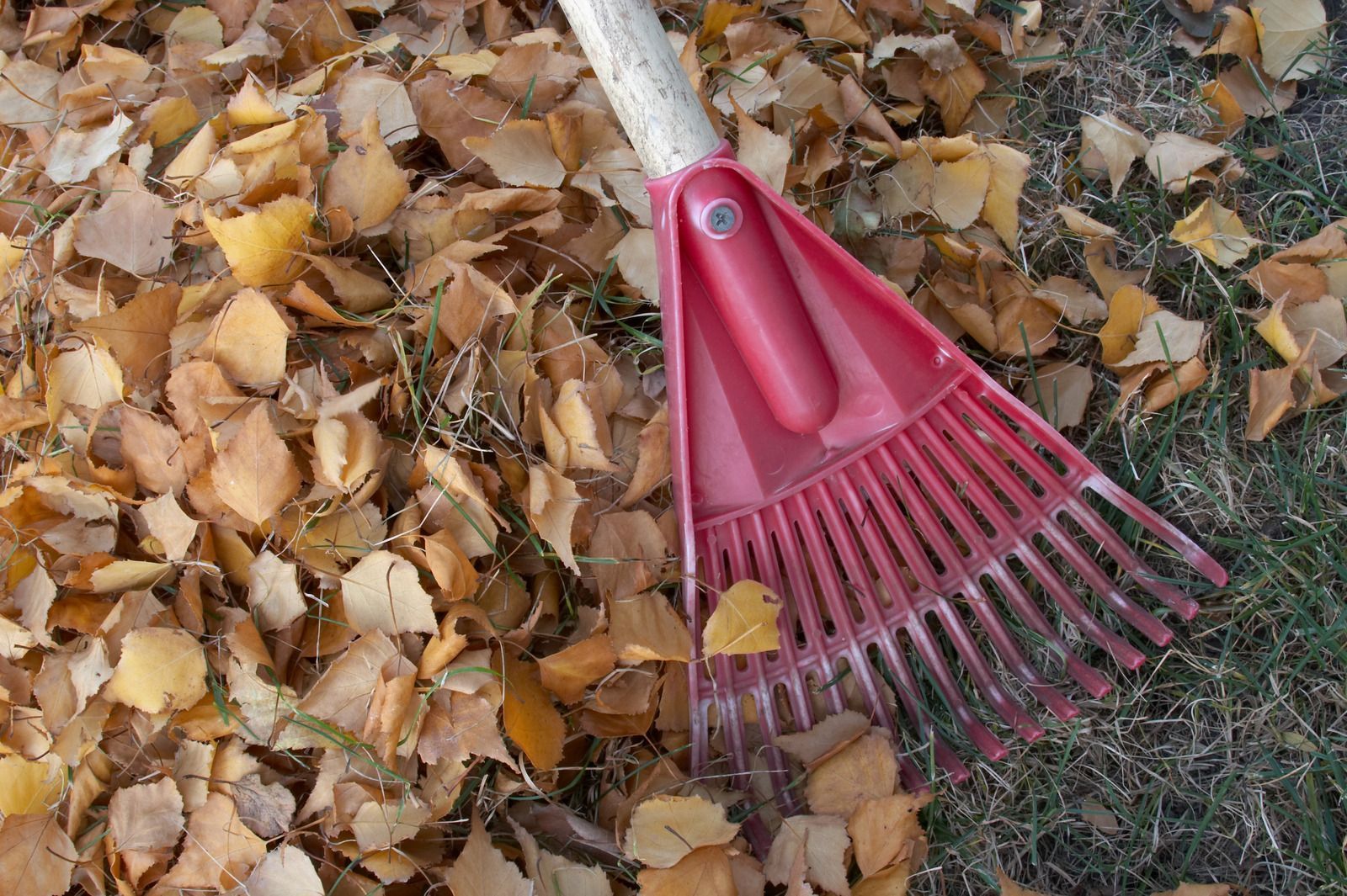Red leaf rake resting on a pile of dry autumn leaves outdoors