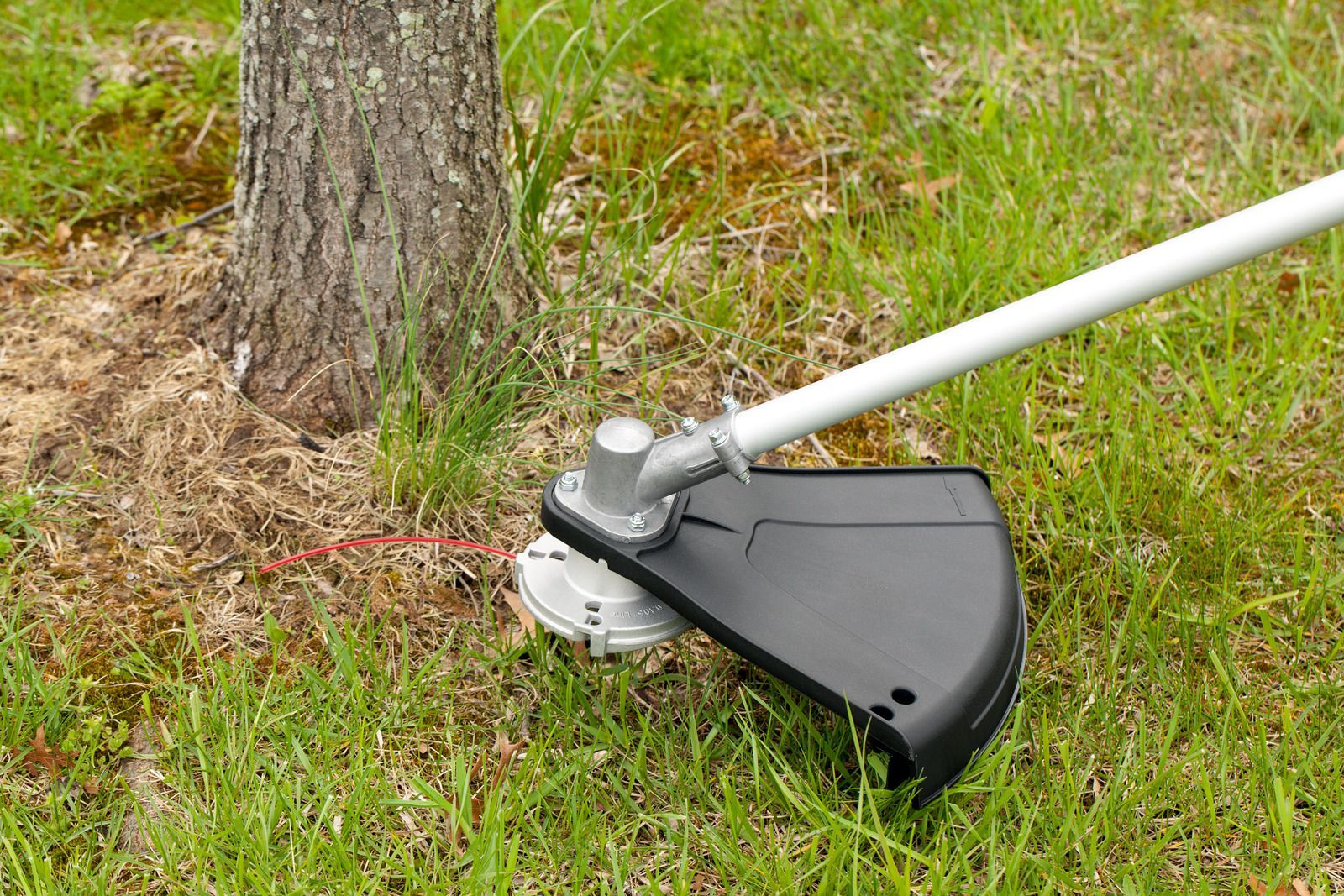 String trimmer cutting grass around a tree trunk in a yard