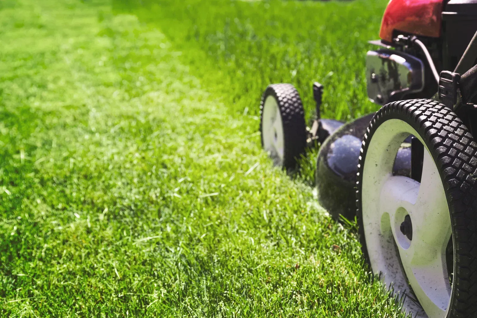 Red lawn mower cutting green grass in a yard