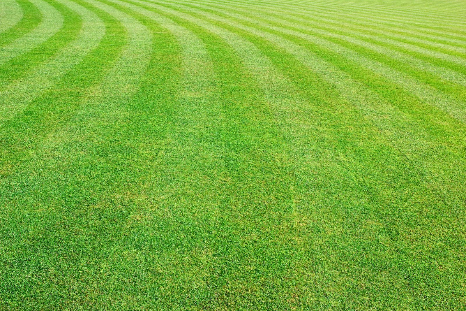 Green mowed lawn with curved stripes in sunlight