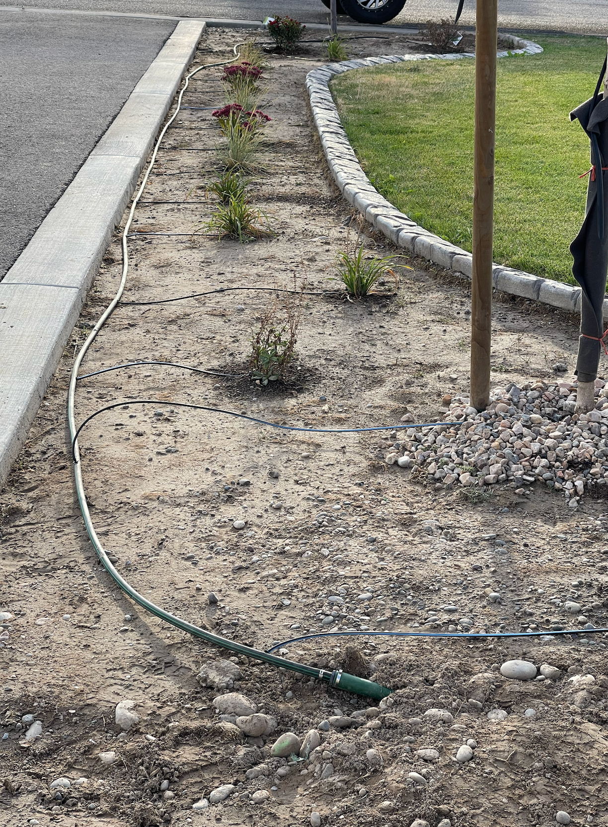 A garden bed with young plants, a green irrigation hose, and a stone border between a driveway and a grass lawn.