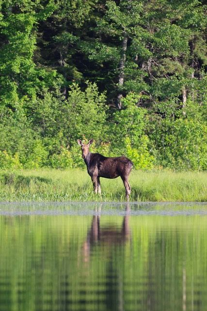 Moose standing at the edge of a calm lake, reflected in the water with green forest behind him