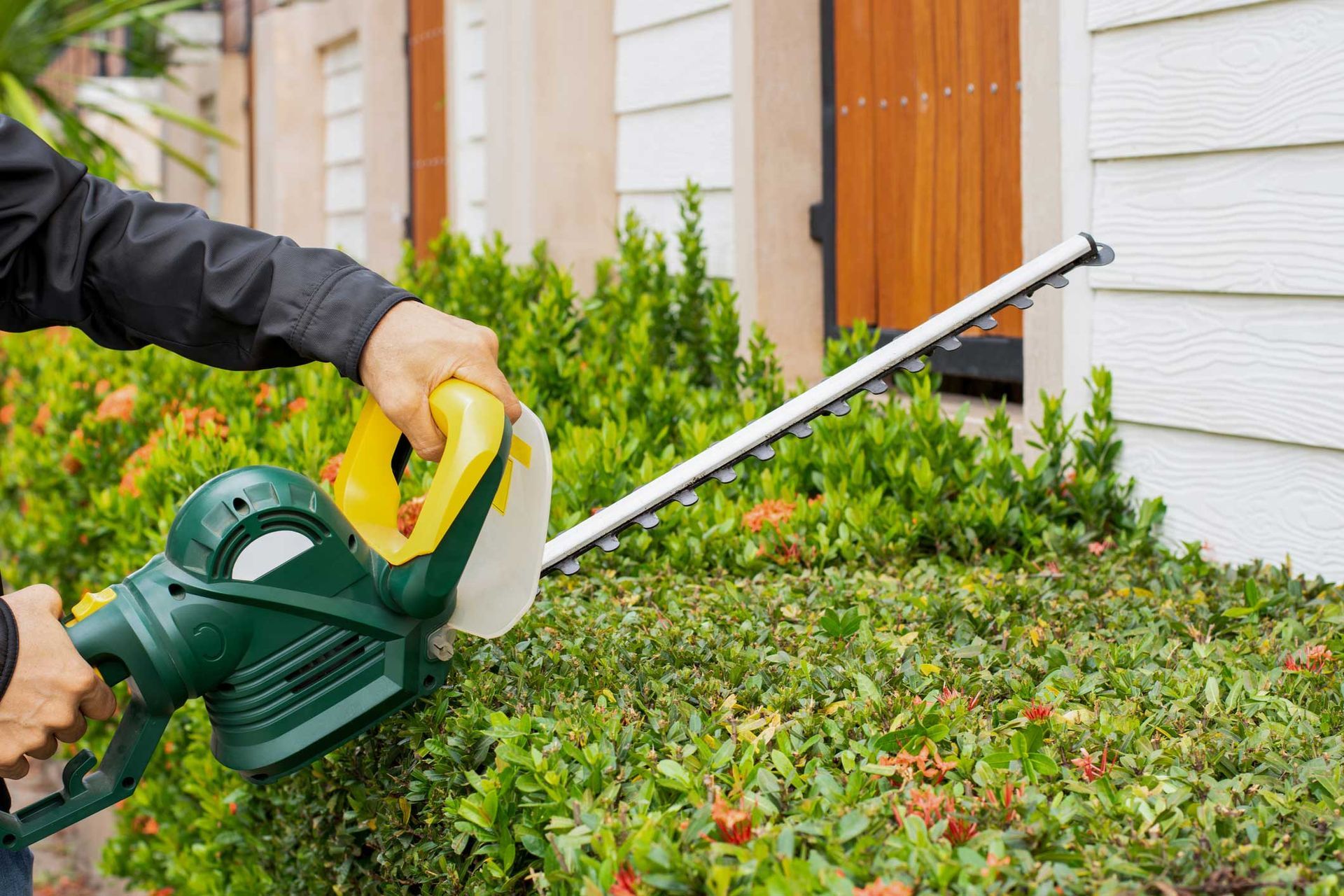 A worker is trimming a garden hedge using an electric hedge trimmer.
