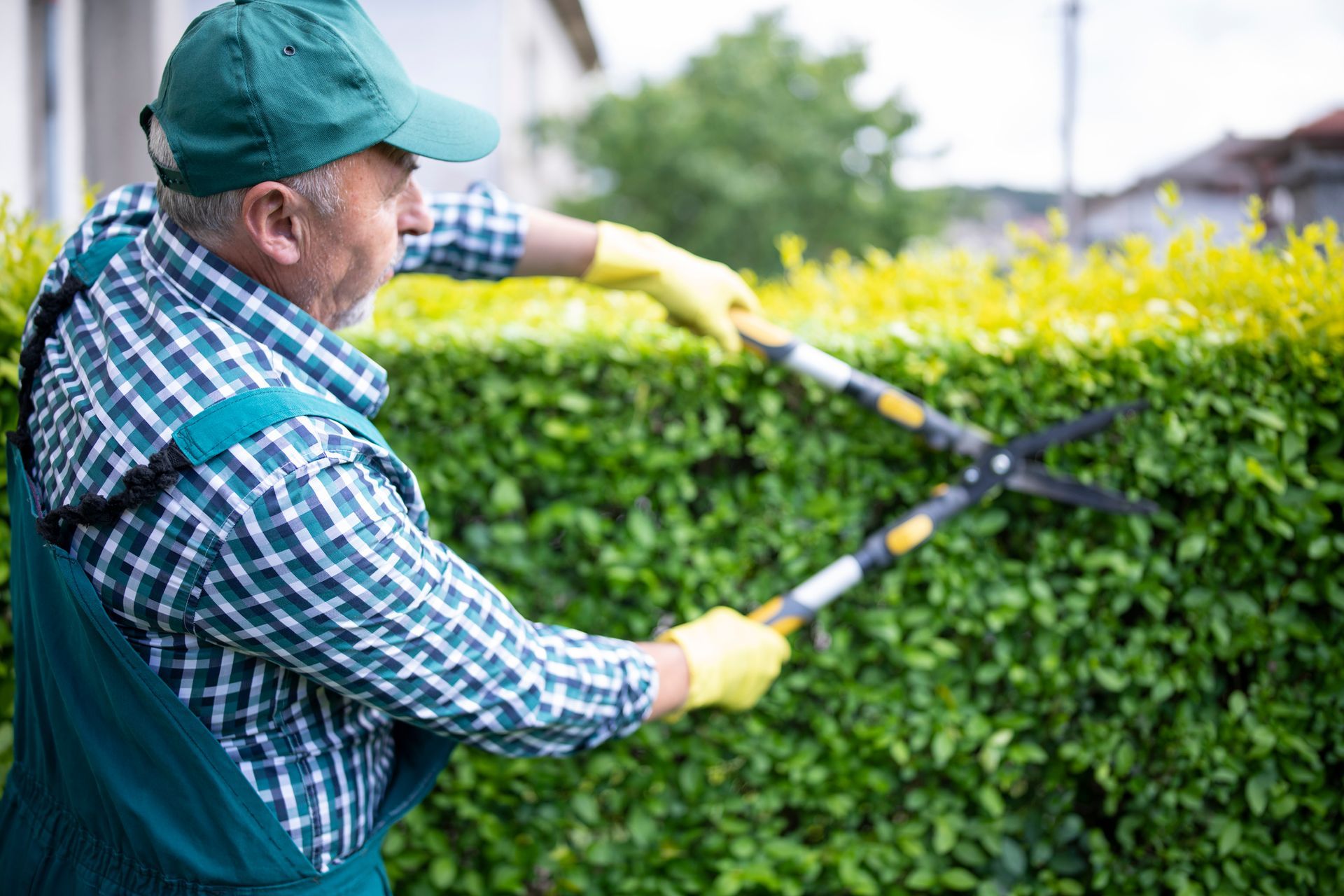 An older man trims a green hedge with large shears in an outdoor setting.