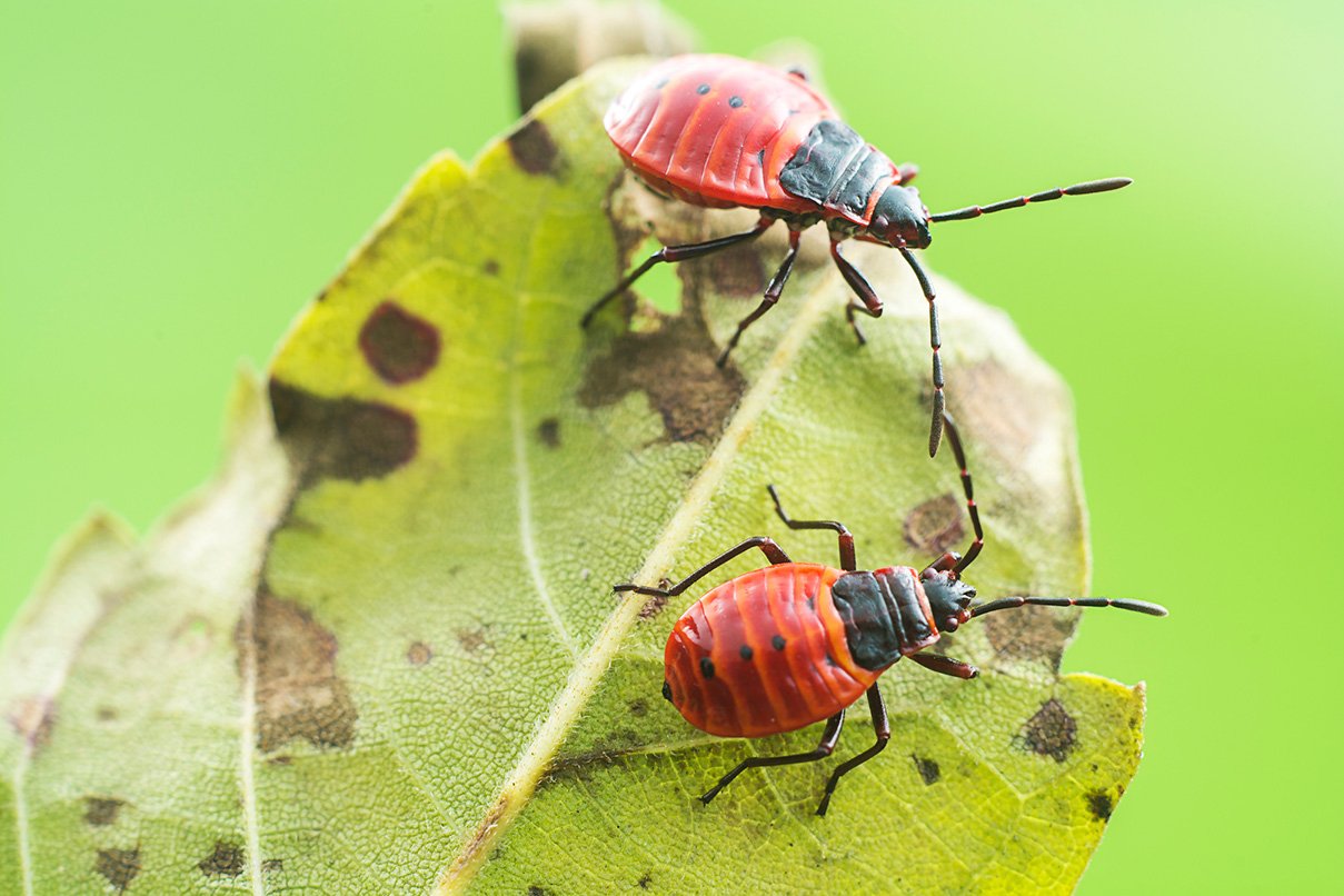 Pest Control Albany, GA Seminole Pest Management