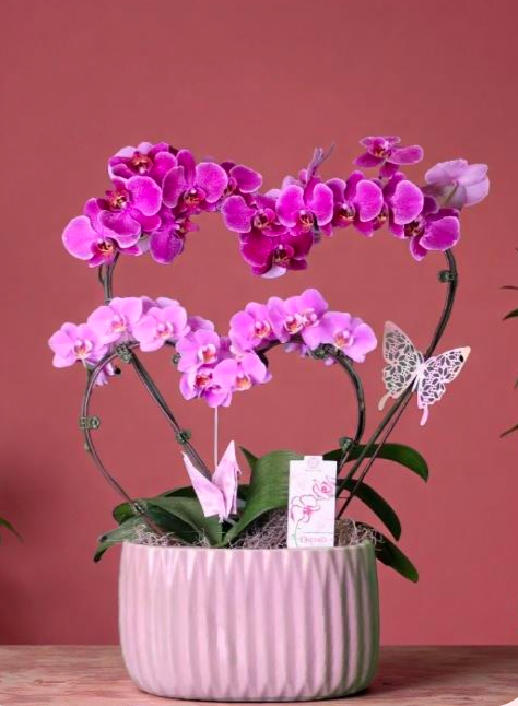 Mother's Day Double Heart Orchid
