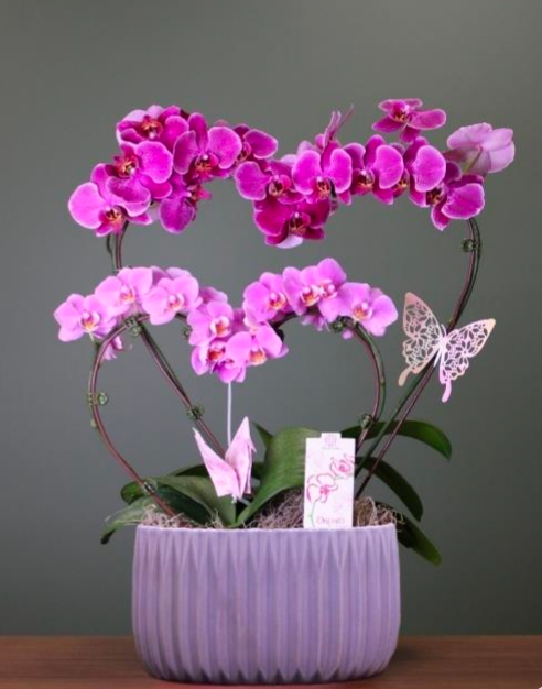 Mother's Day Double Heart Orchid