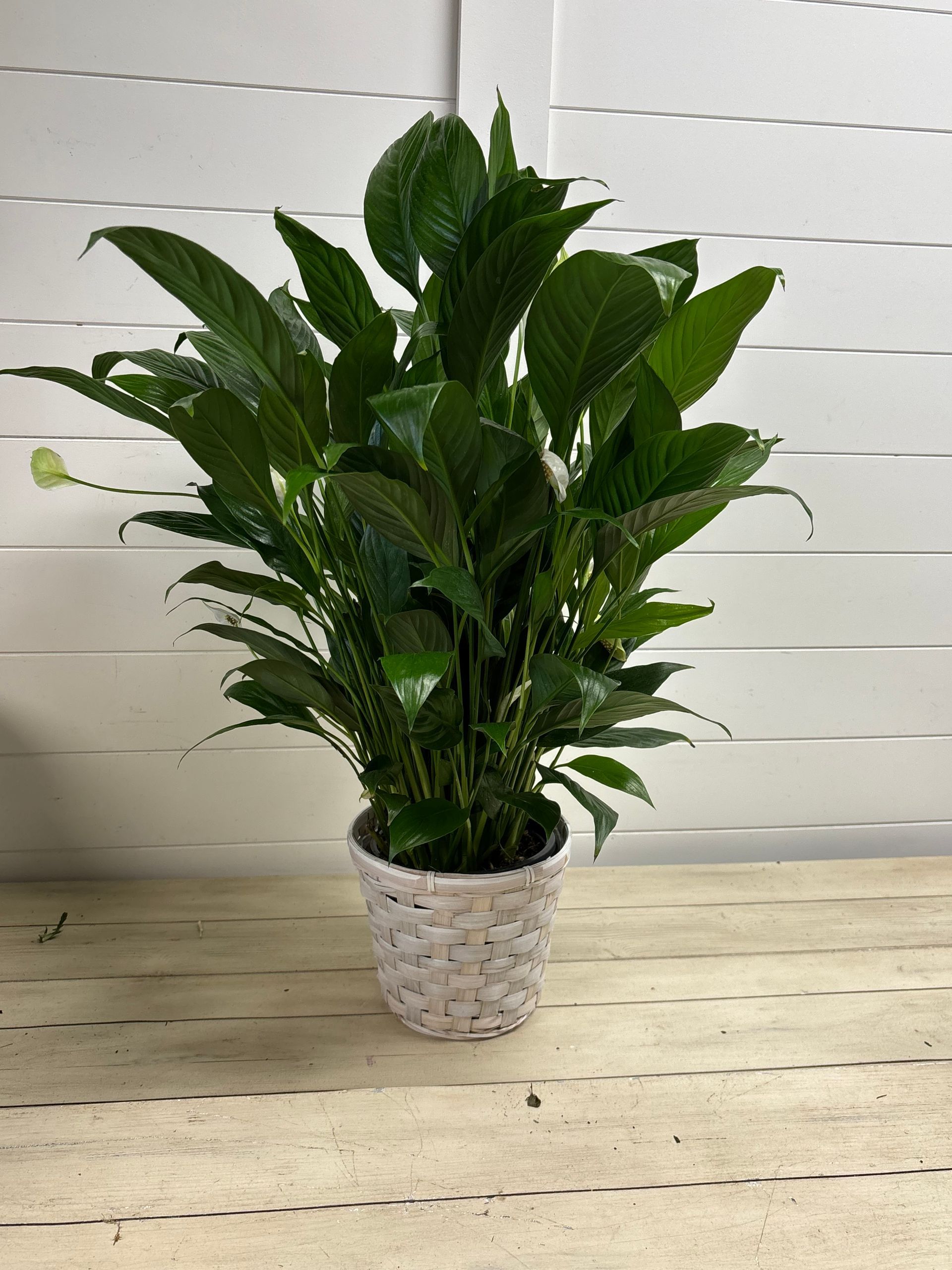 Small Peace Lily Plant