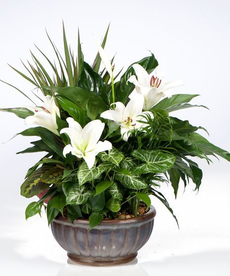 Plants