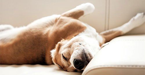 dog laying down