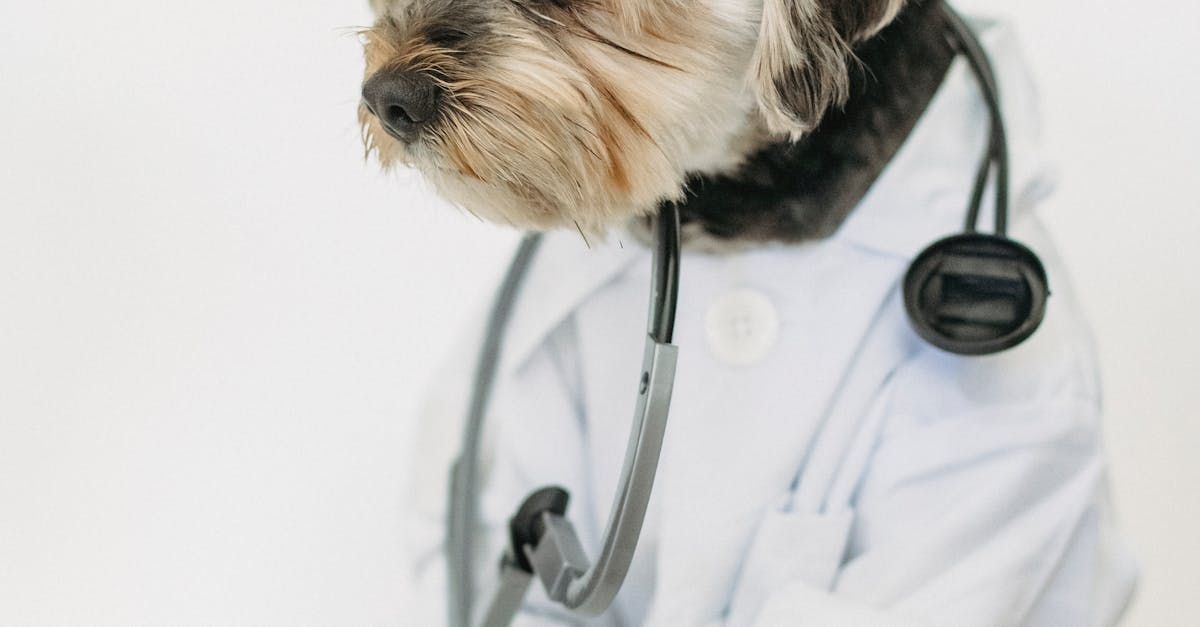 Animal Hospital & Veterinary Clinic Jamestown, Greensboro & High Point, NC