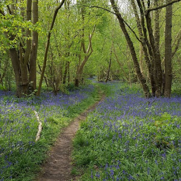 Picture of bluebells in the woods