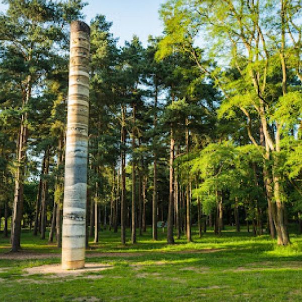 photo of trees