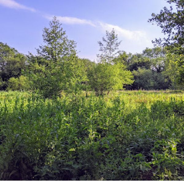 Photo of some green meadow
