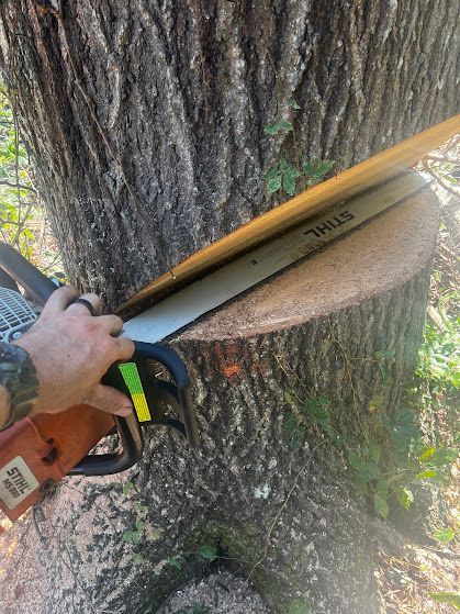 A man is cutting a tree with a chainsaw.