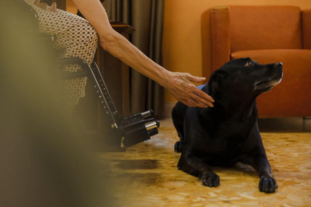 Labrador accucciato ai pedi del suo padrone
