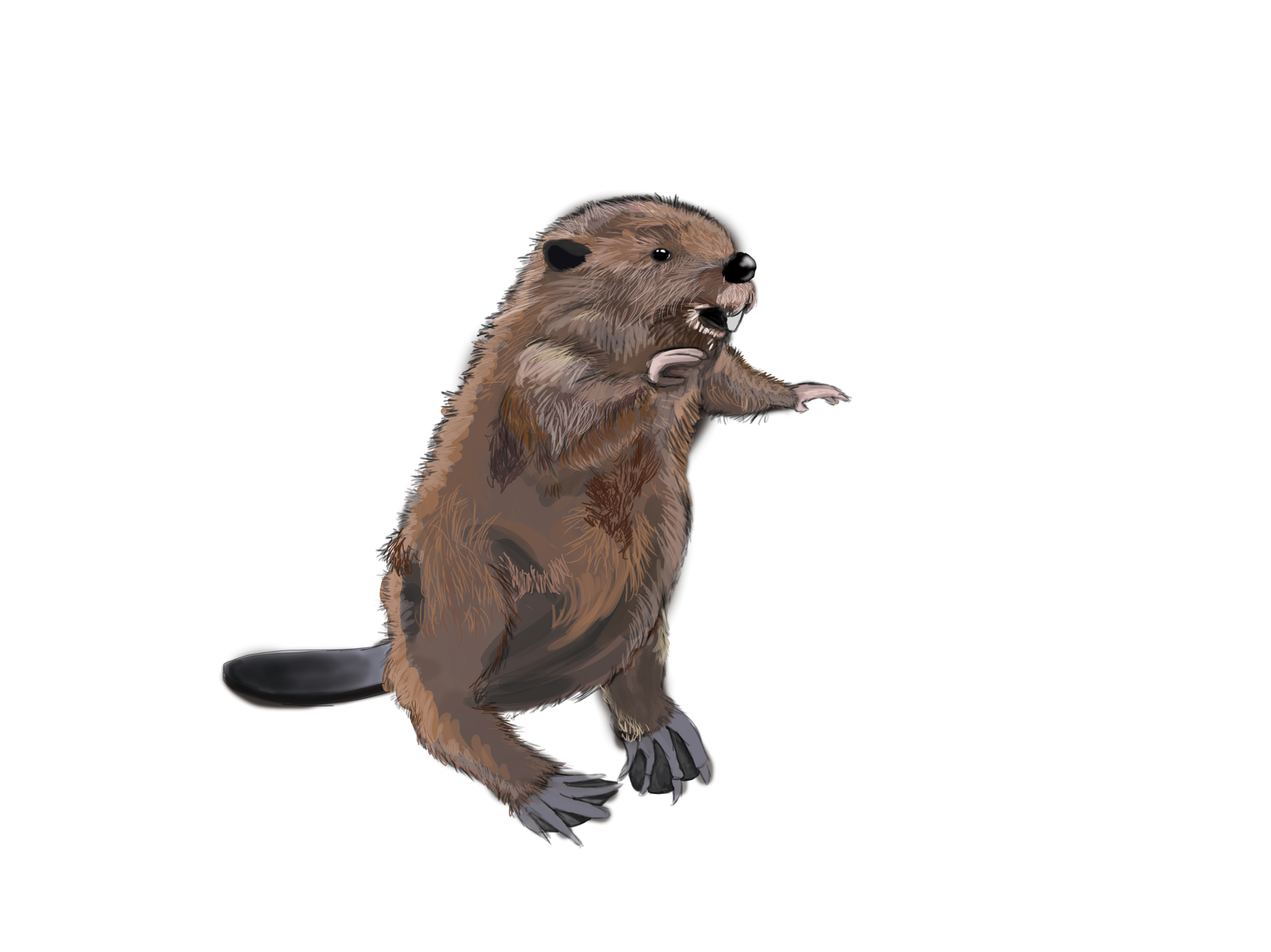 A brown beaver standing on its hind legs, looking slightly to the right with its mouth open.