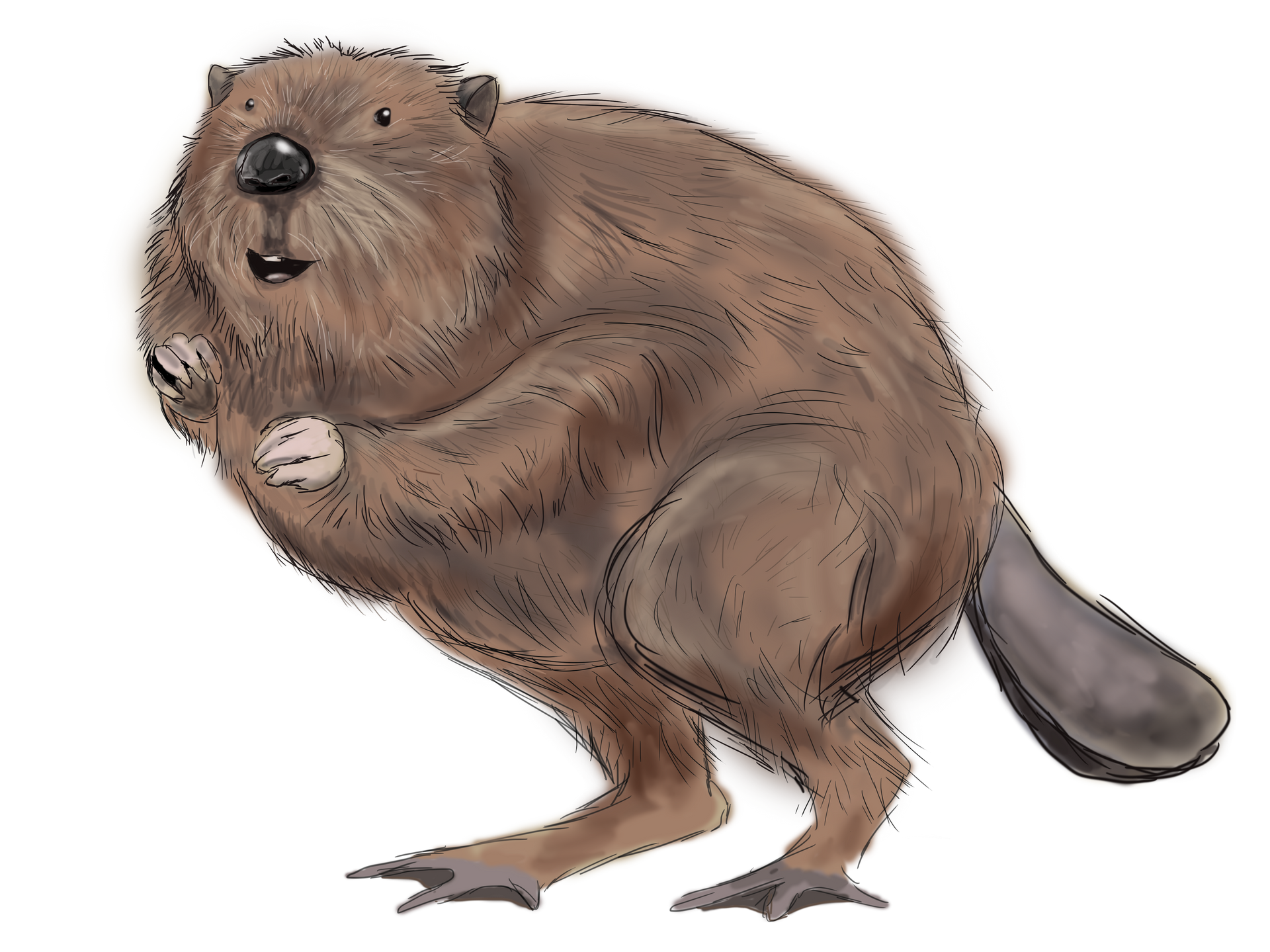 A brown beaver standing on its hind legs, looking forward, with its flat, dark tail visible behind it.