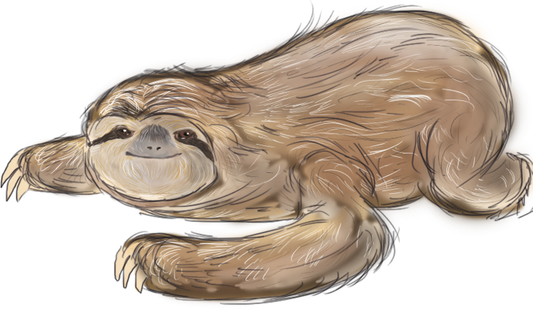 A light brown, shaggy sloth with a calm expression crawling forward on its long, clawed limbs.