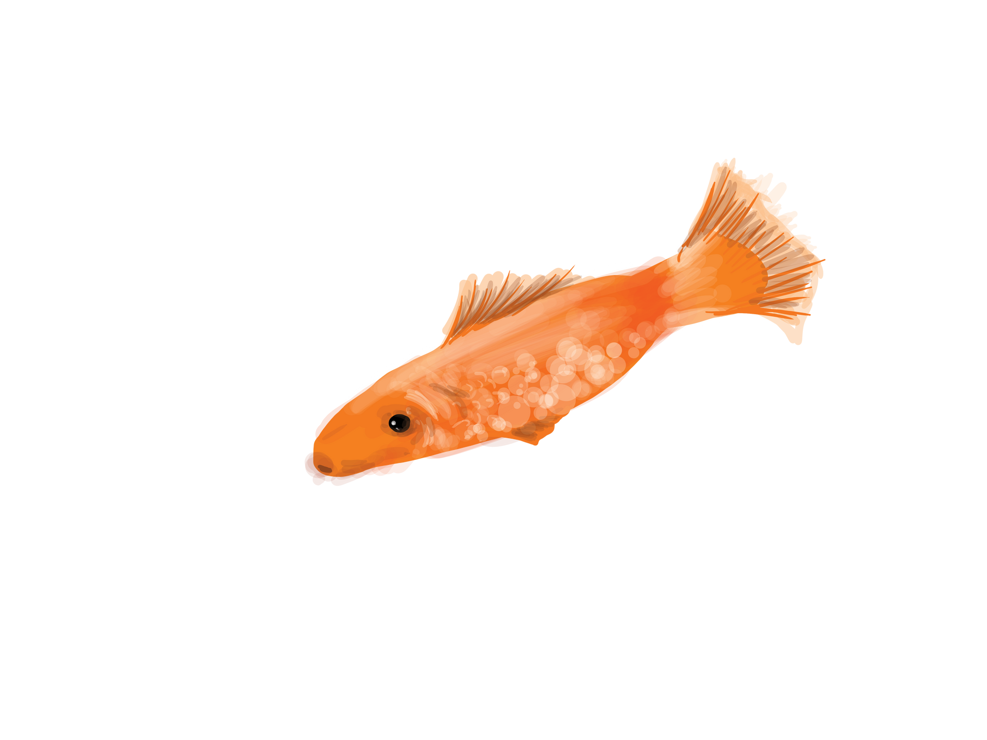 A small orange fish shown from an overhead angle, isolated on a white background.