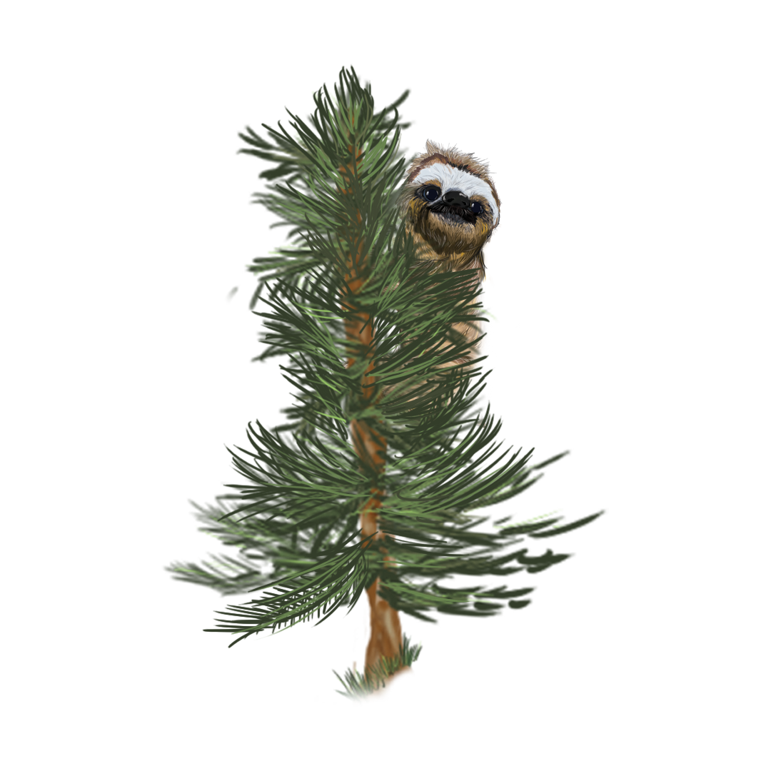 A cute sloth peeking from behind a small, needle-leafed evergreen tree against a white background.