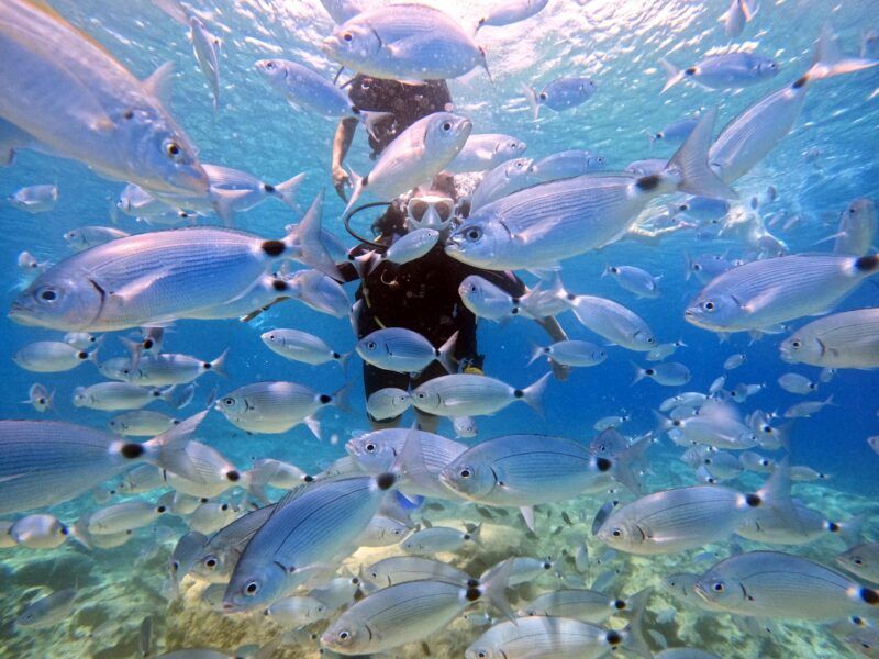 A scuba diver is surrounded by a large school of fish.