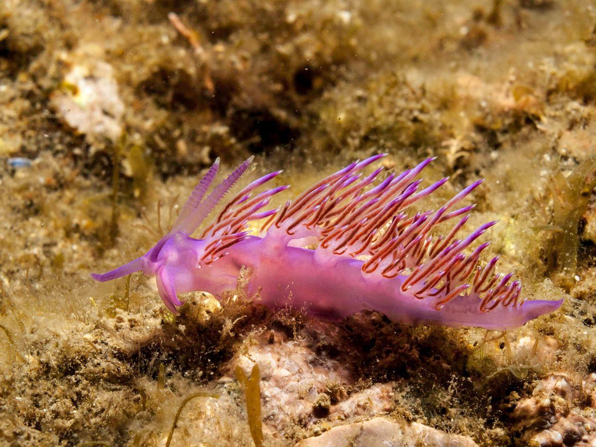 Pink Flabellina (Nudibranch)