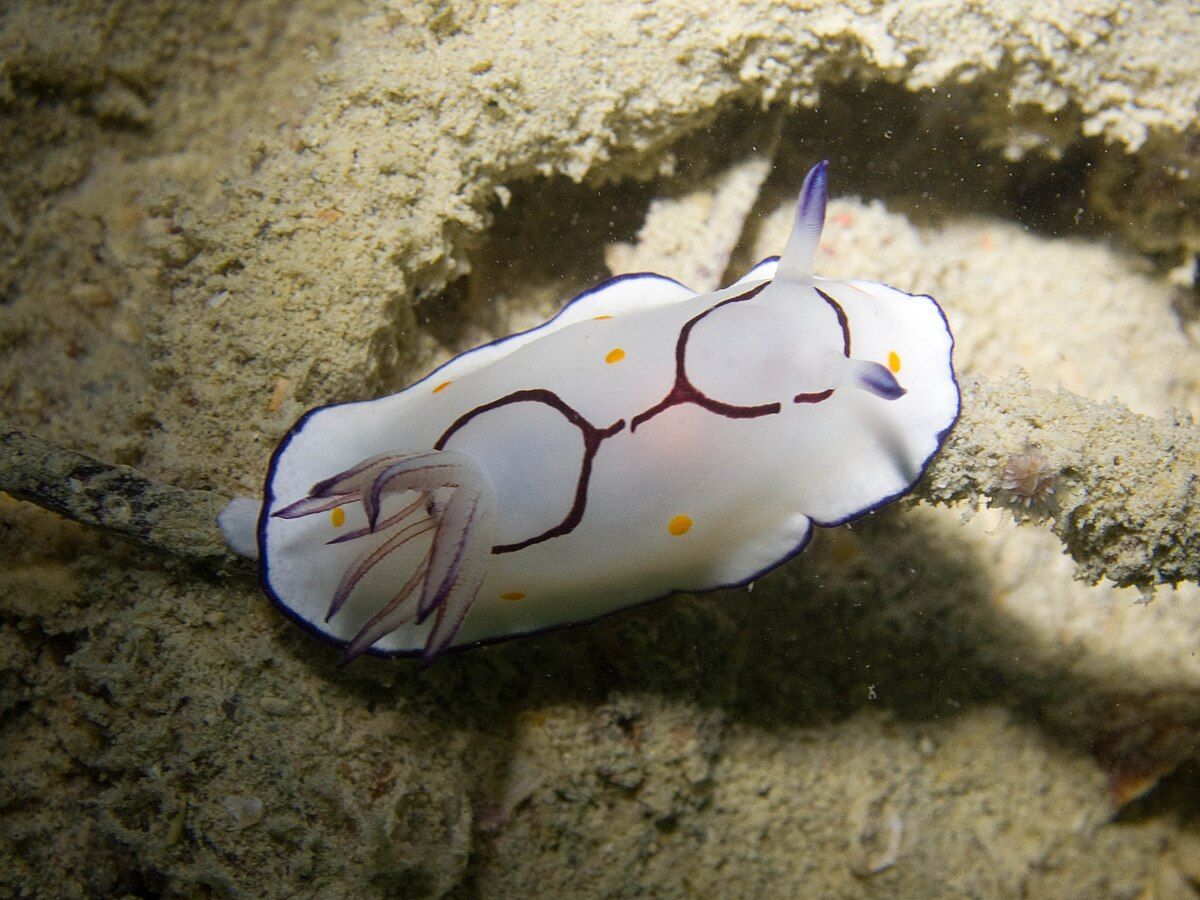 Ringed Goniobranch