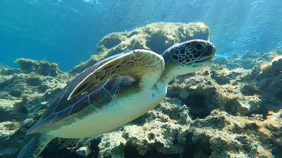 A sea turtle is swimming in the ocean near a coral reef.