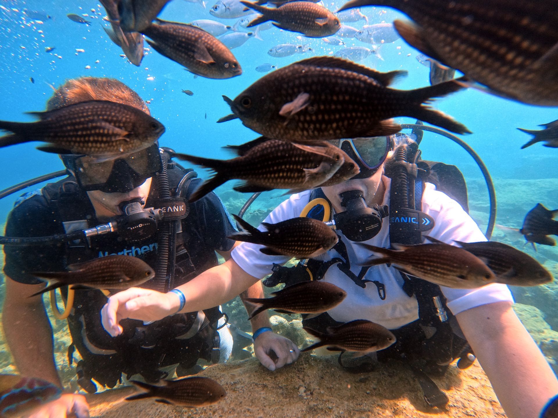 Two scuba divers are surrounded by fish in the ocean