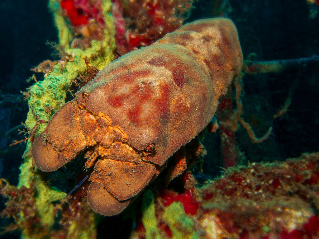 Slipper Lobster