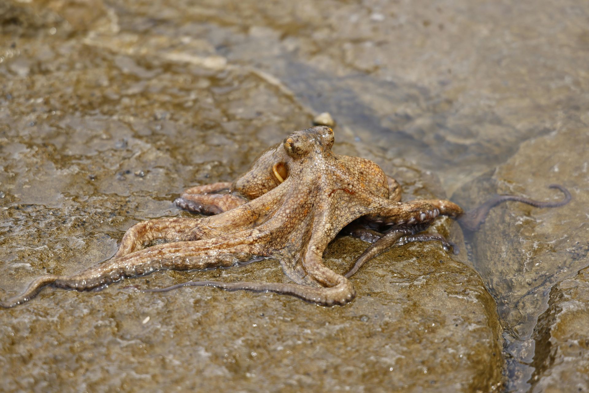 Common Octopus