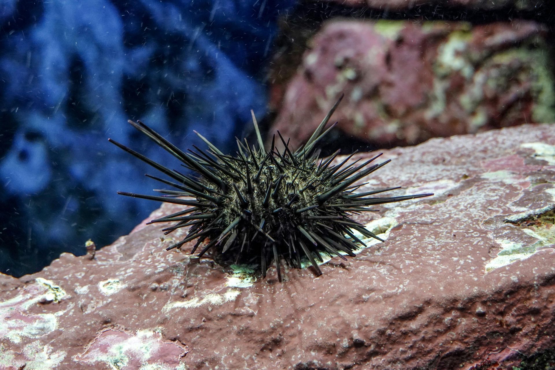 Sea Urchin